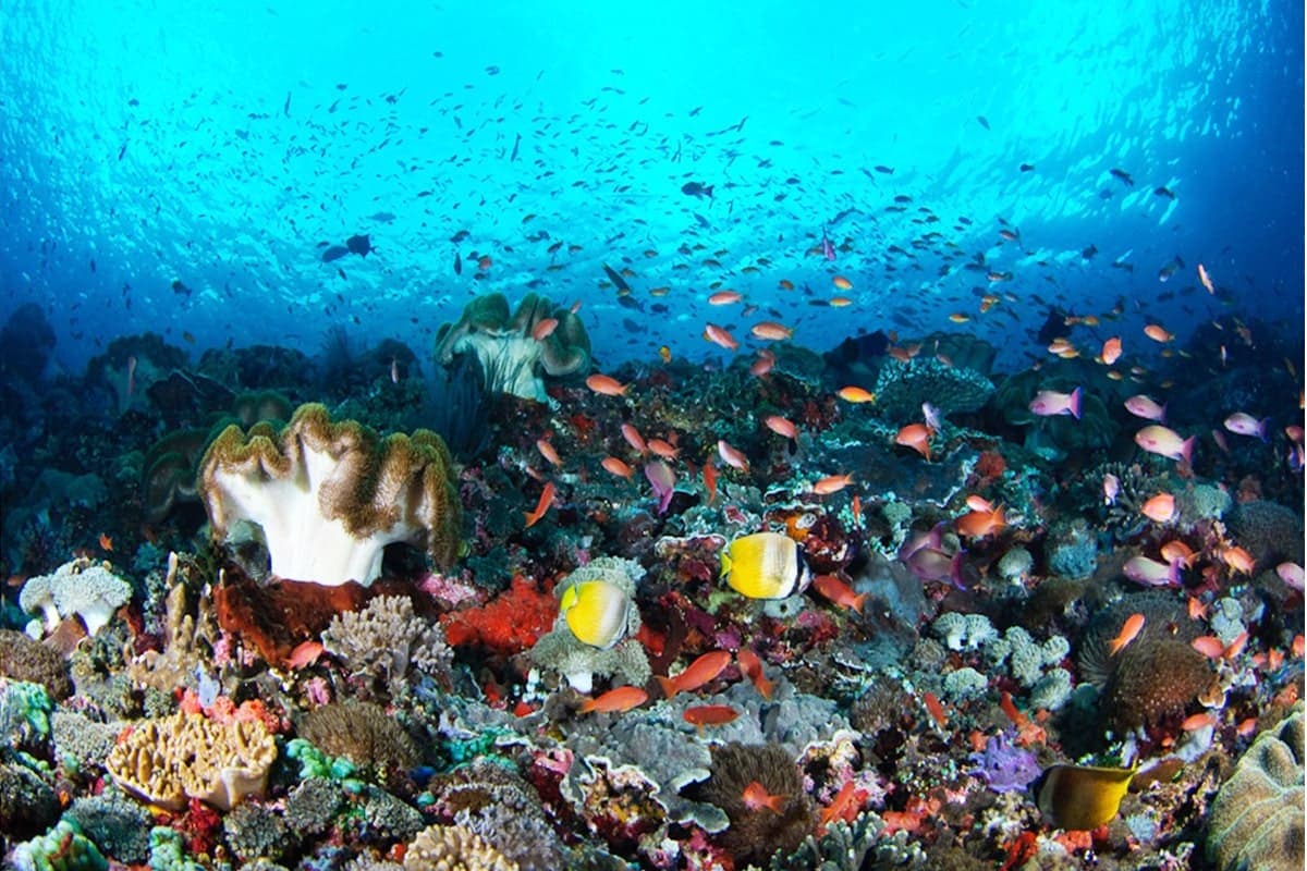 Nusa Penida West Tour & Snorkling at 4 Spot